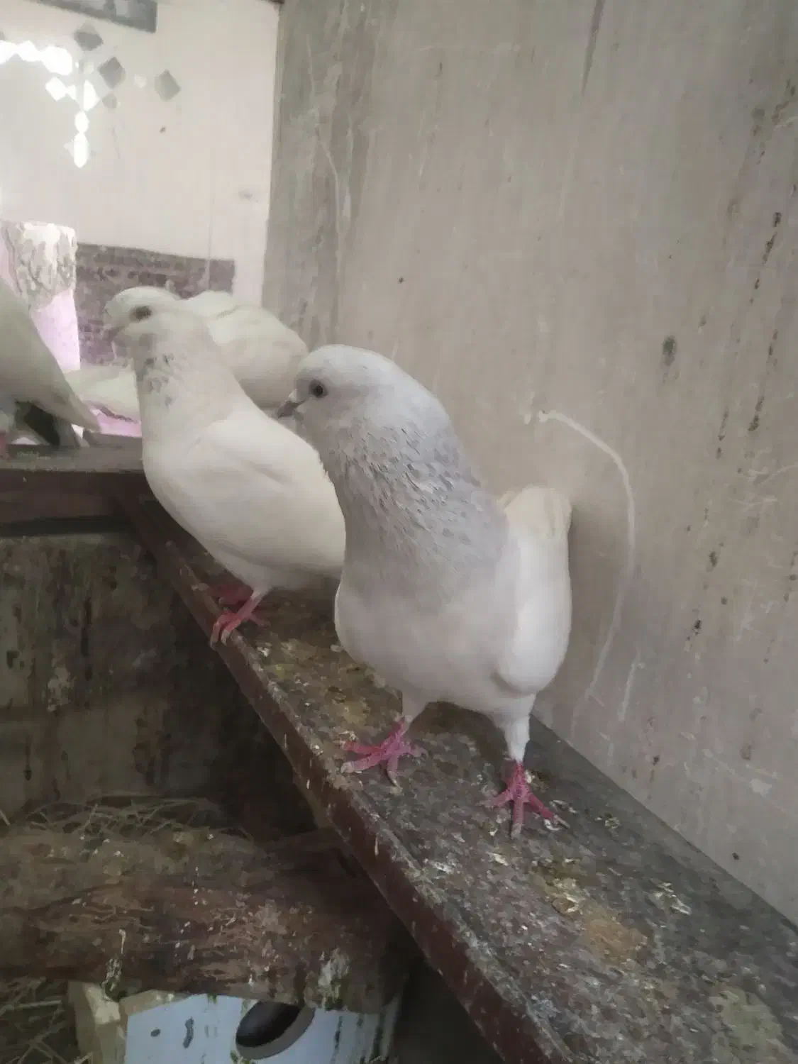 کبوتر|پرنده|تبریز, |دیوار