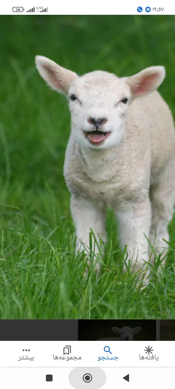 فروش گوسفند|حیوانات مزرعه|شهریار, شهرک مصطفی خمینی|دیوار