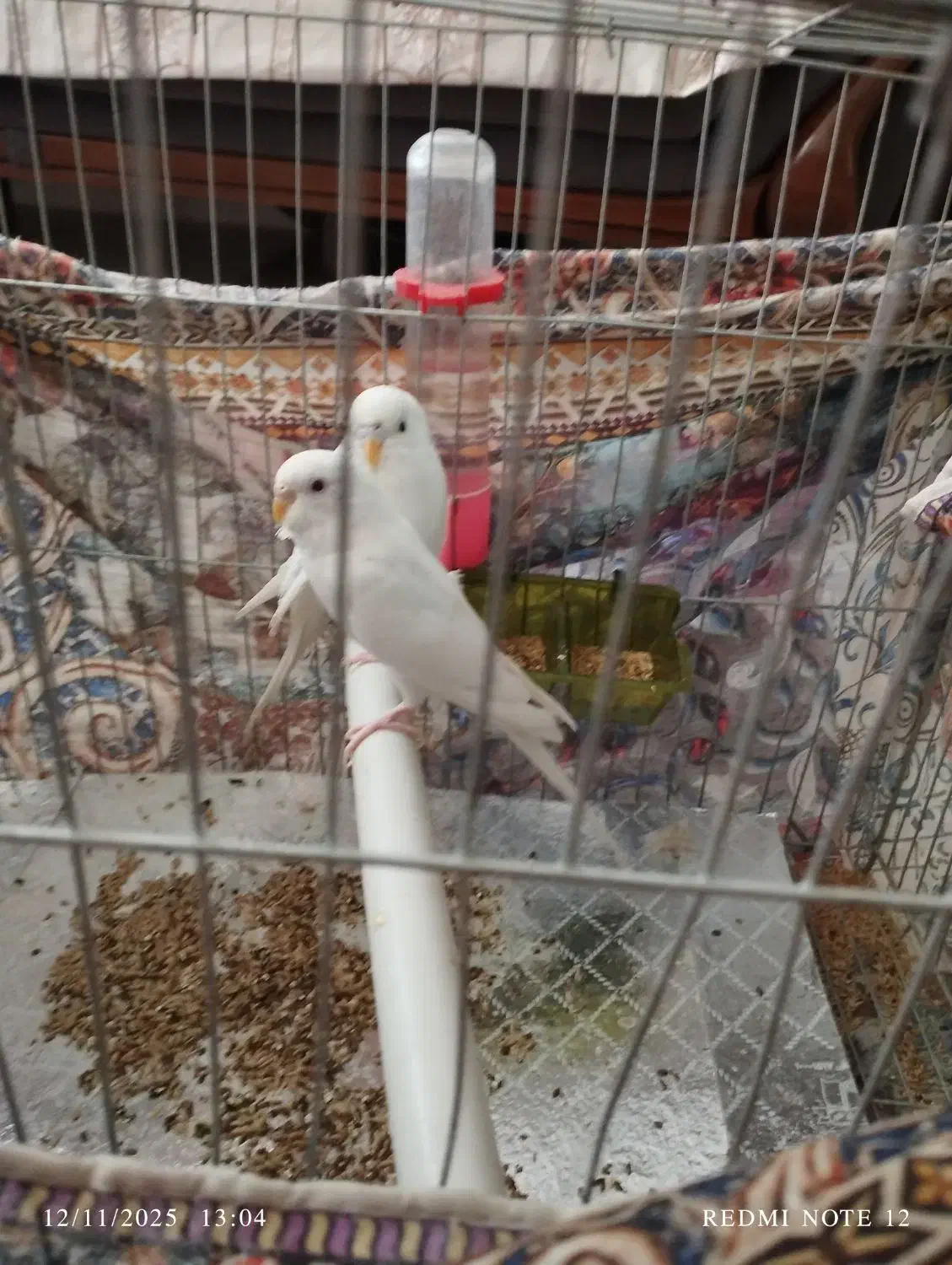 دوتامرغ عشق سالم وسرحال|پرنده|کهک, |دیوار