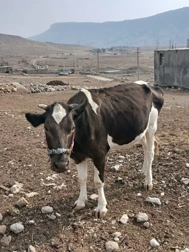 ی عدد گاو با گوساله|حیوانات مزرعه|اندیکا, |دیوار