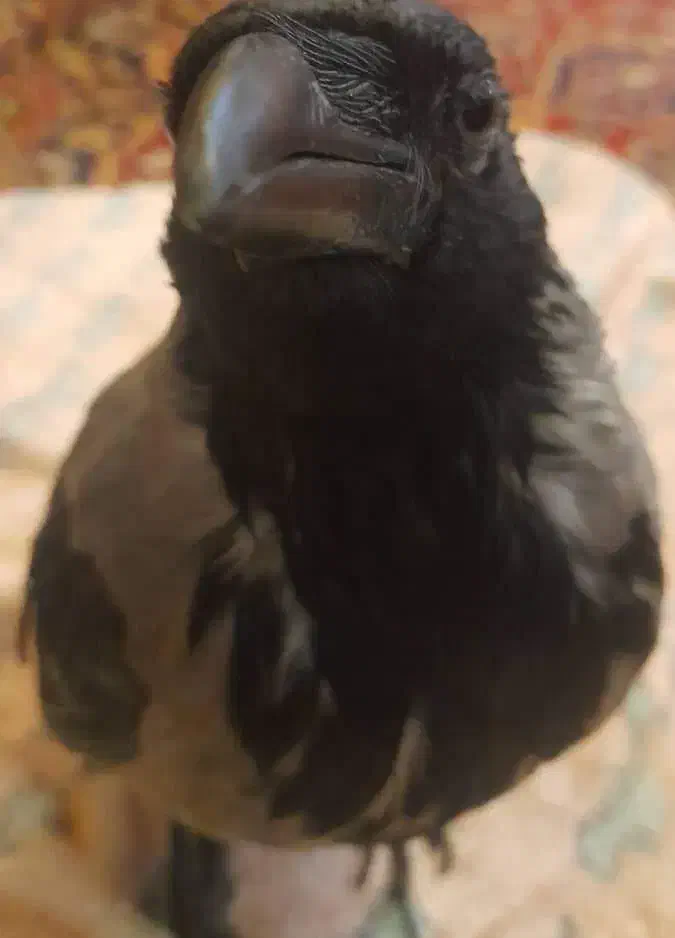 کلاغ ابلق گمشده|حیوانات|تهران, ستارخان|دیوار