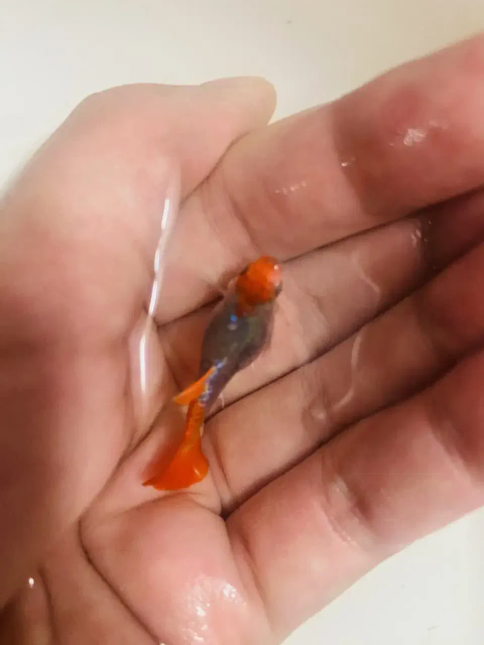 گوپی‌ کوی بالن سرقرمزوسرسفید|ماهی|تهران, کوثر|دیوار