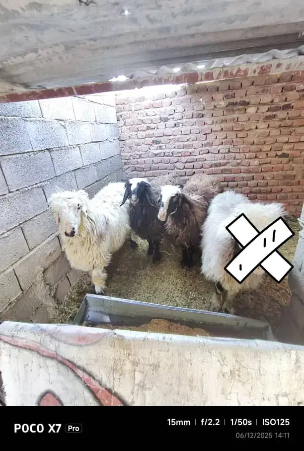 قوچ شیرازی با2عددکوورشال|حیوانات مزرعه|زرند, |دیوار