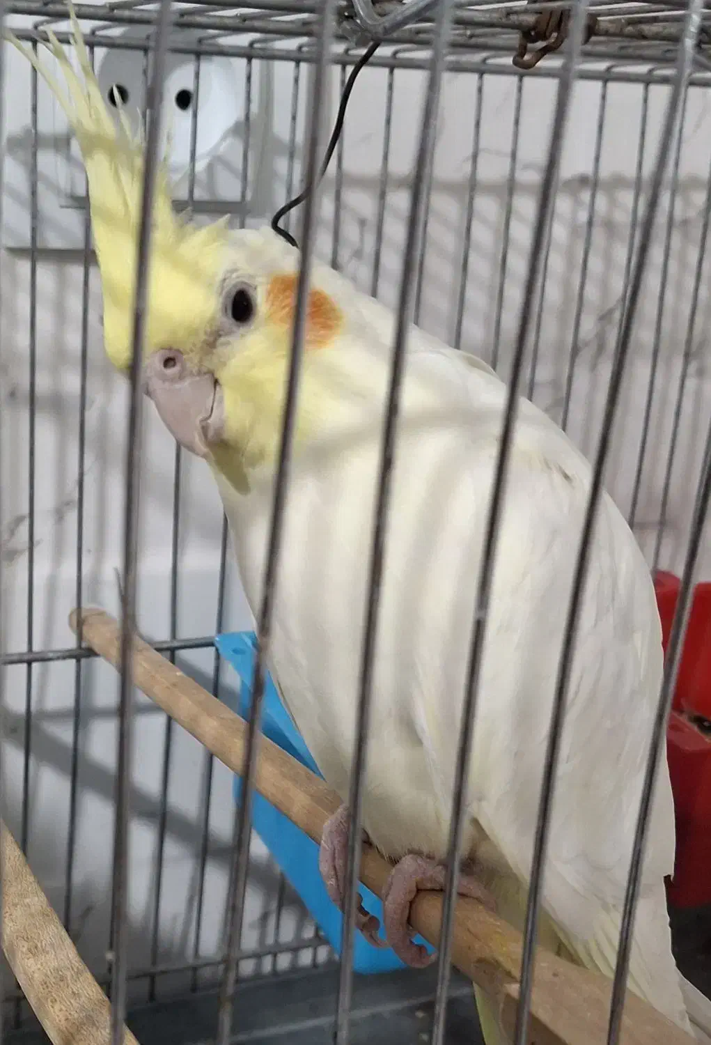 عروس هلندی|حیوانات|کبودرآهنگ, |دیوار