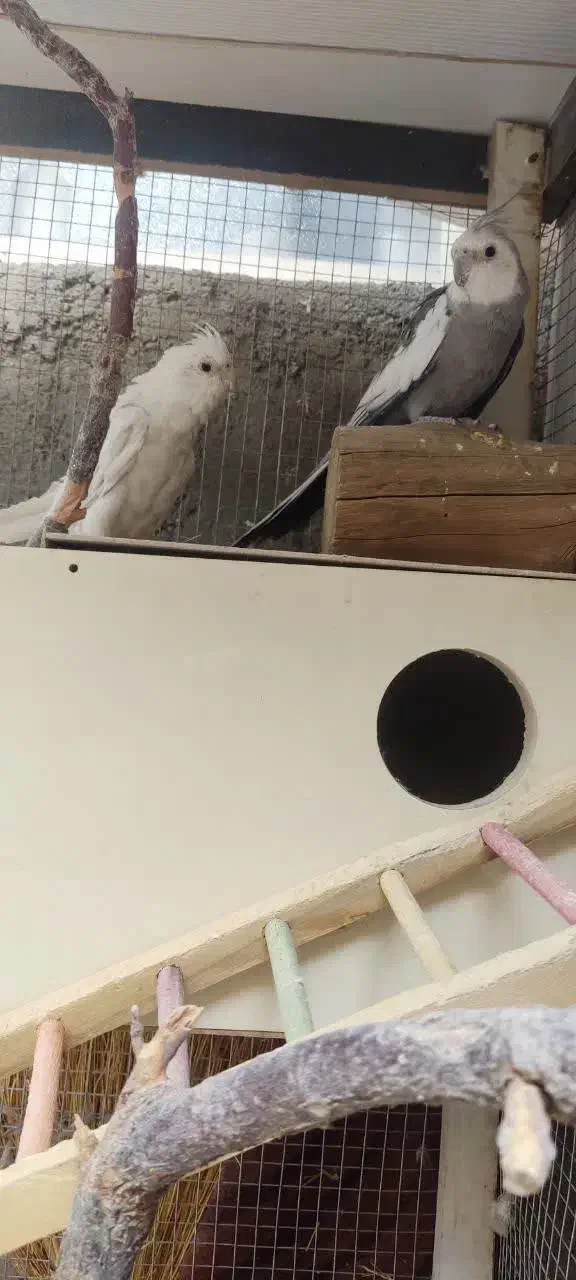 فروش عروس هلندی نر و ماده|پرنده|کرمان, |دیوار