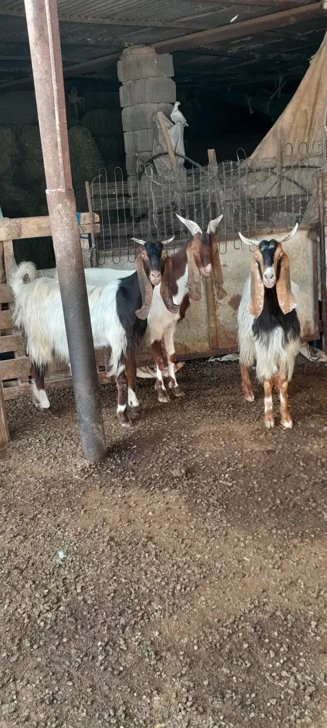 بز نروماده وبره ماده|حیوانات مزرعه|بندر ماهشهر, |دیوار