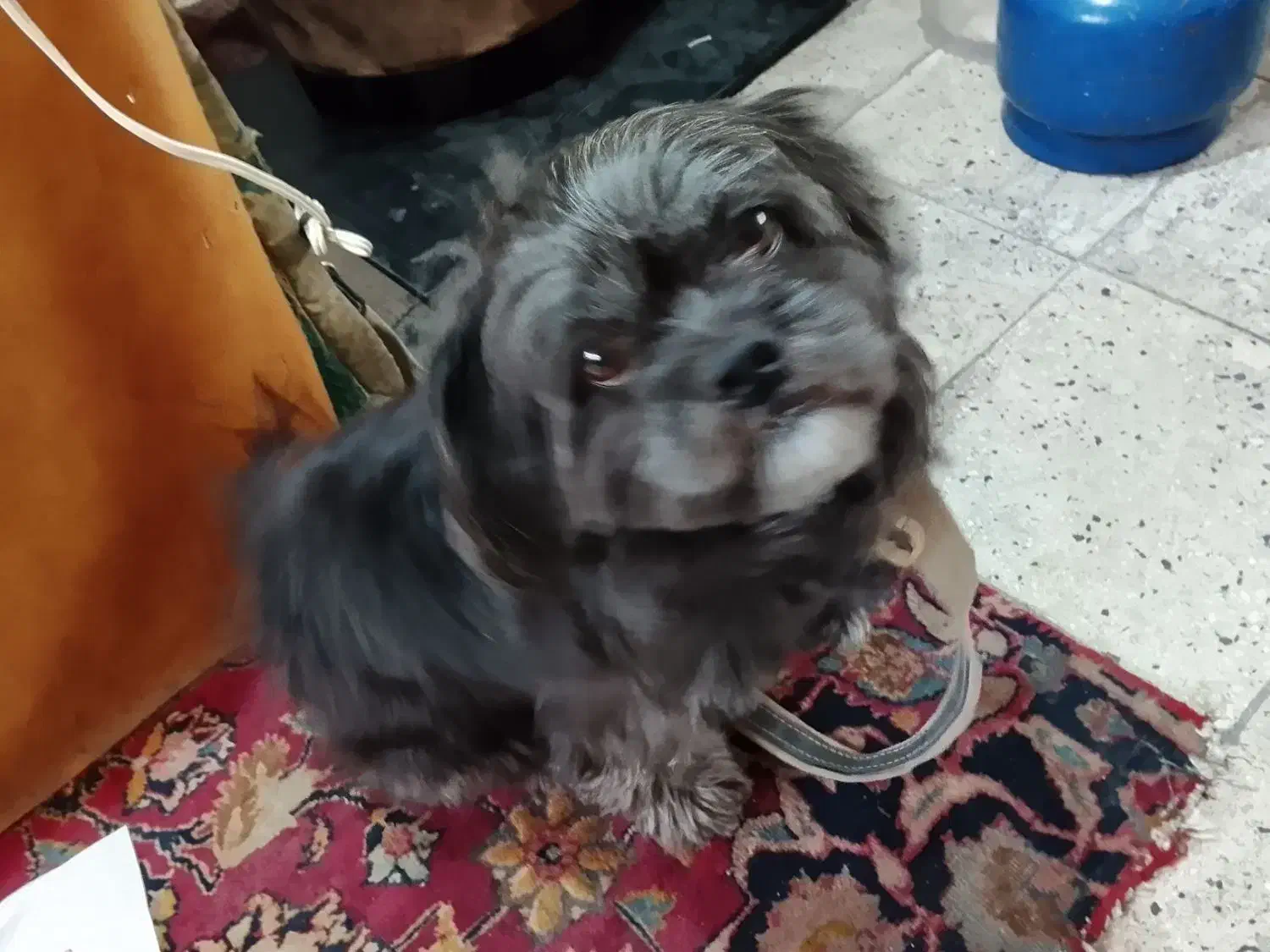 فروش سگ|سگ|تهران, سید خندان (جلفا)|دیوار