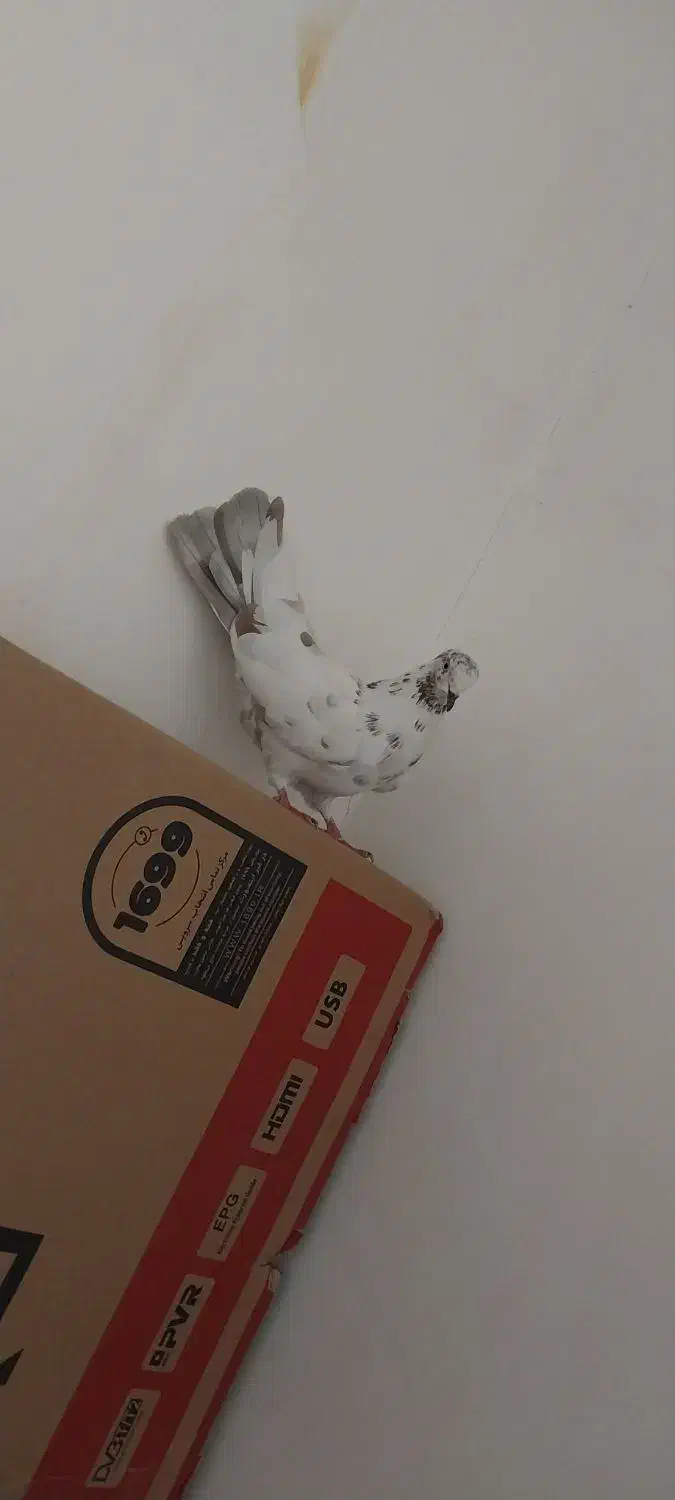 دوعد کبوتر|پرنده|ارومیه, |دیوار