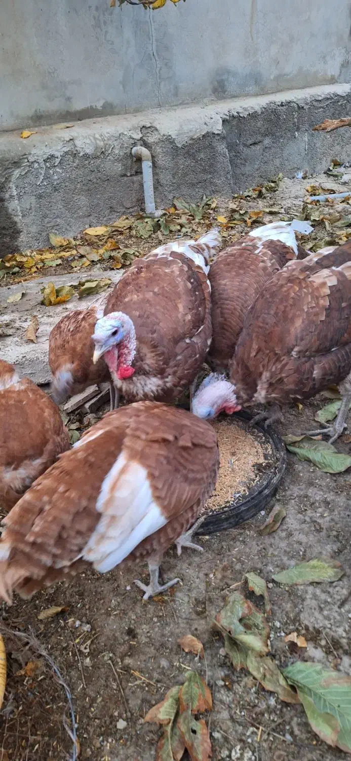 فروش بغلمون خونگی اورگانیک|حیوانات مزرعه|مهاجران, |دیوار