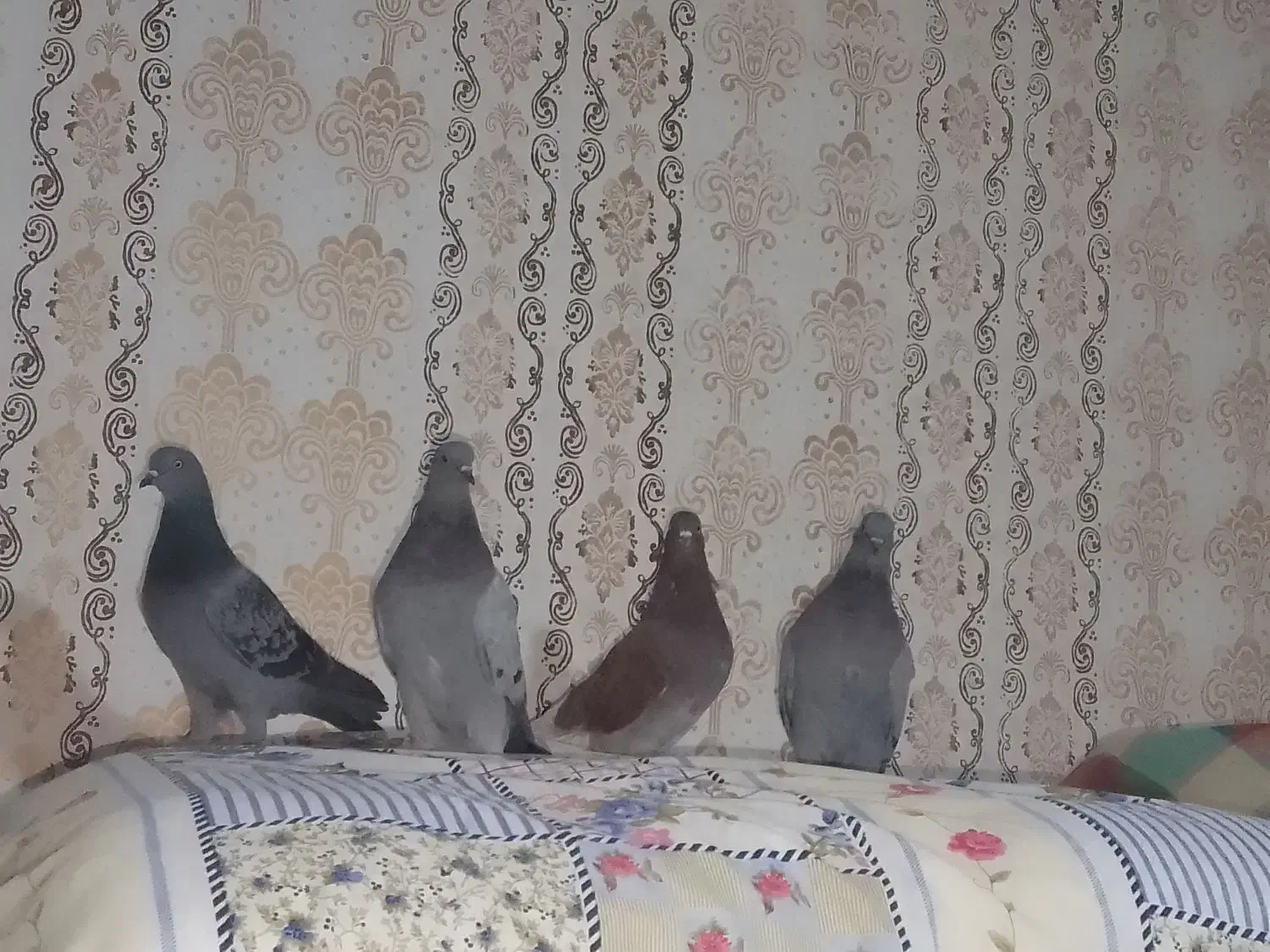 چهار تا نر پرشی|پرنده|کرباسک, |دیوار