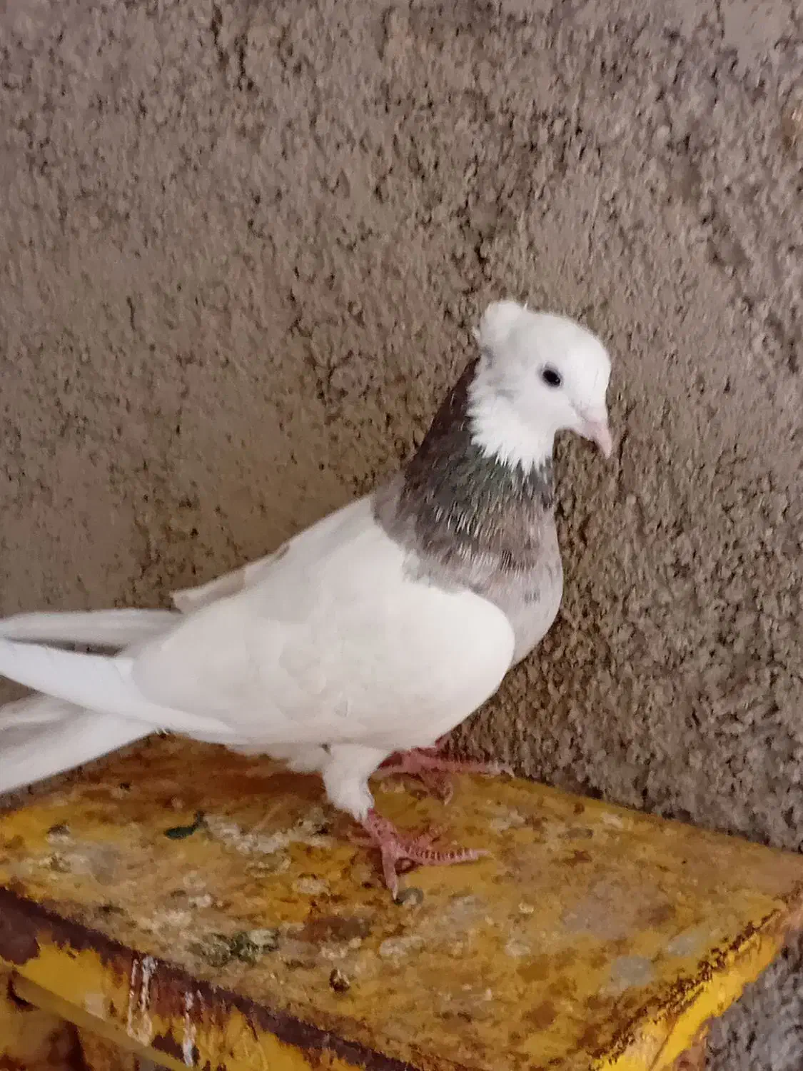 کبوتر طوقی|پرنده|دره شهر, |دیوار