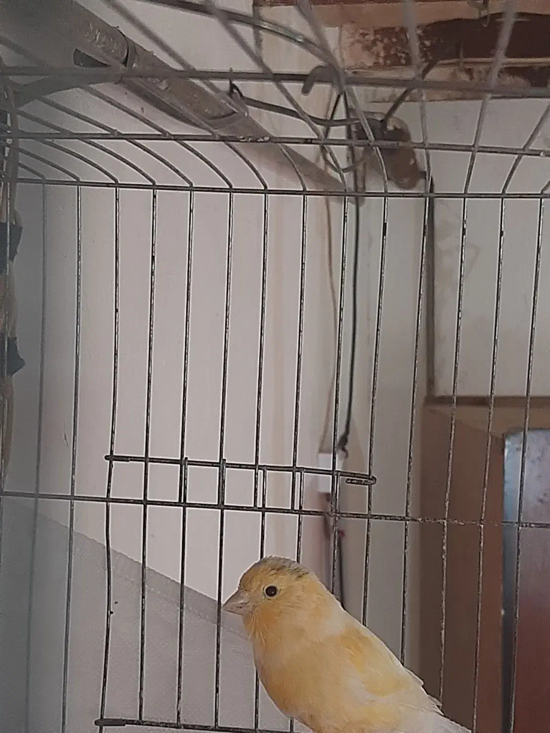 قناری نر|پرنده|اردبیل, |دیوار