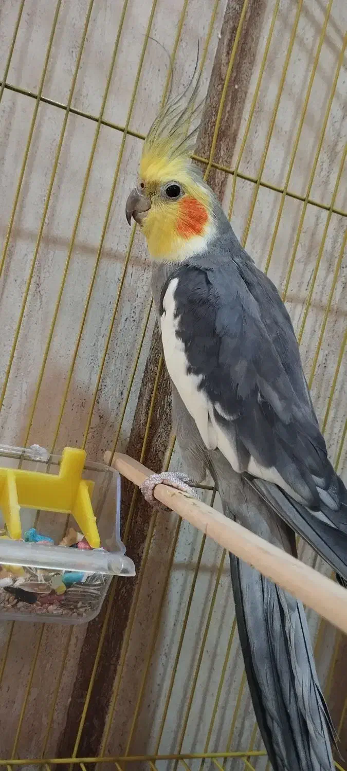 عروس هلندی|پرنده|قائن, |دیوار