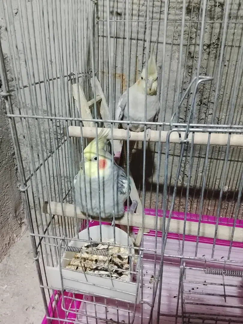 عروس هلندی|پرنده|چمران, |دیوار