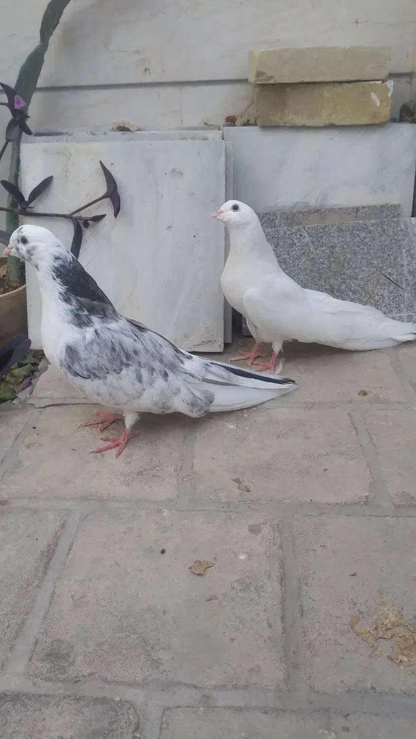 یک جفت کبوتر|پرنده|اردکان, |دیوار