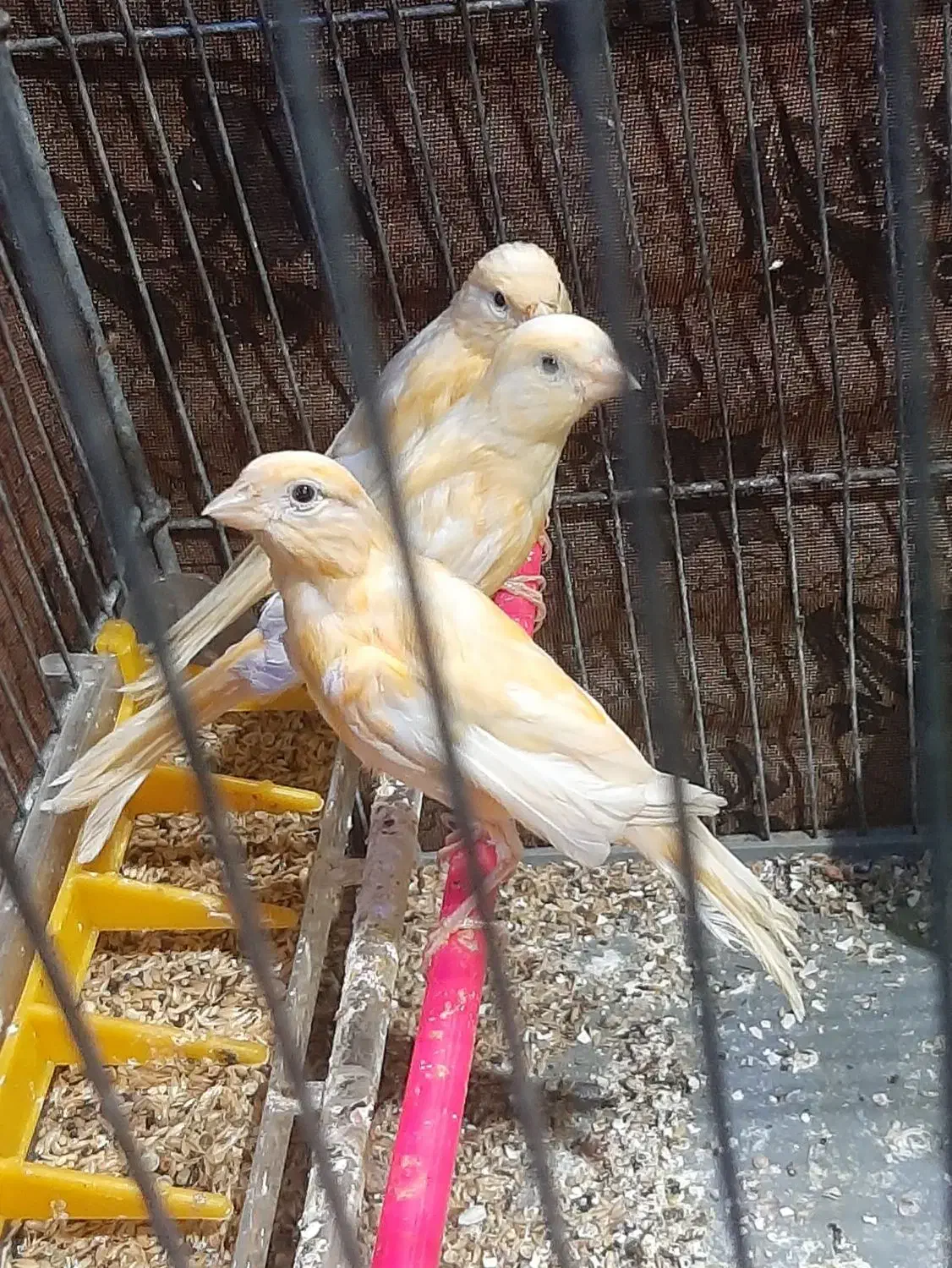 پرنده|پرنده|زابل, |دیوار