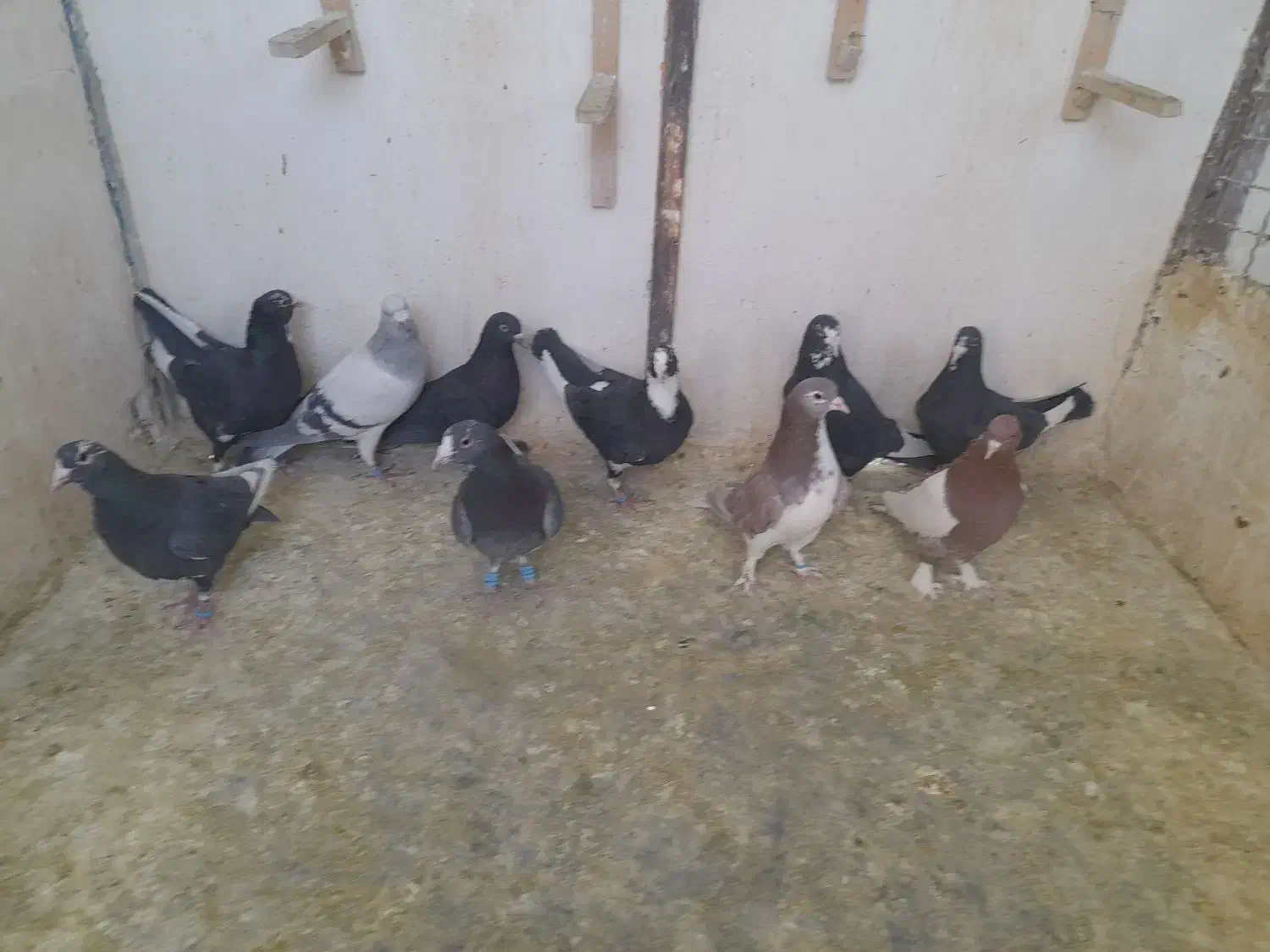 نر پروندنی .نر .ماده .همچی کفتر خوب|پرنده|کرمان, |دیوار