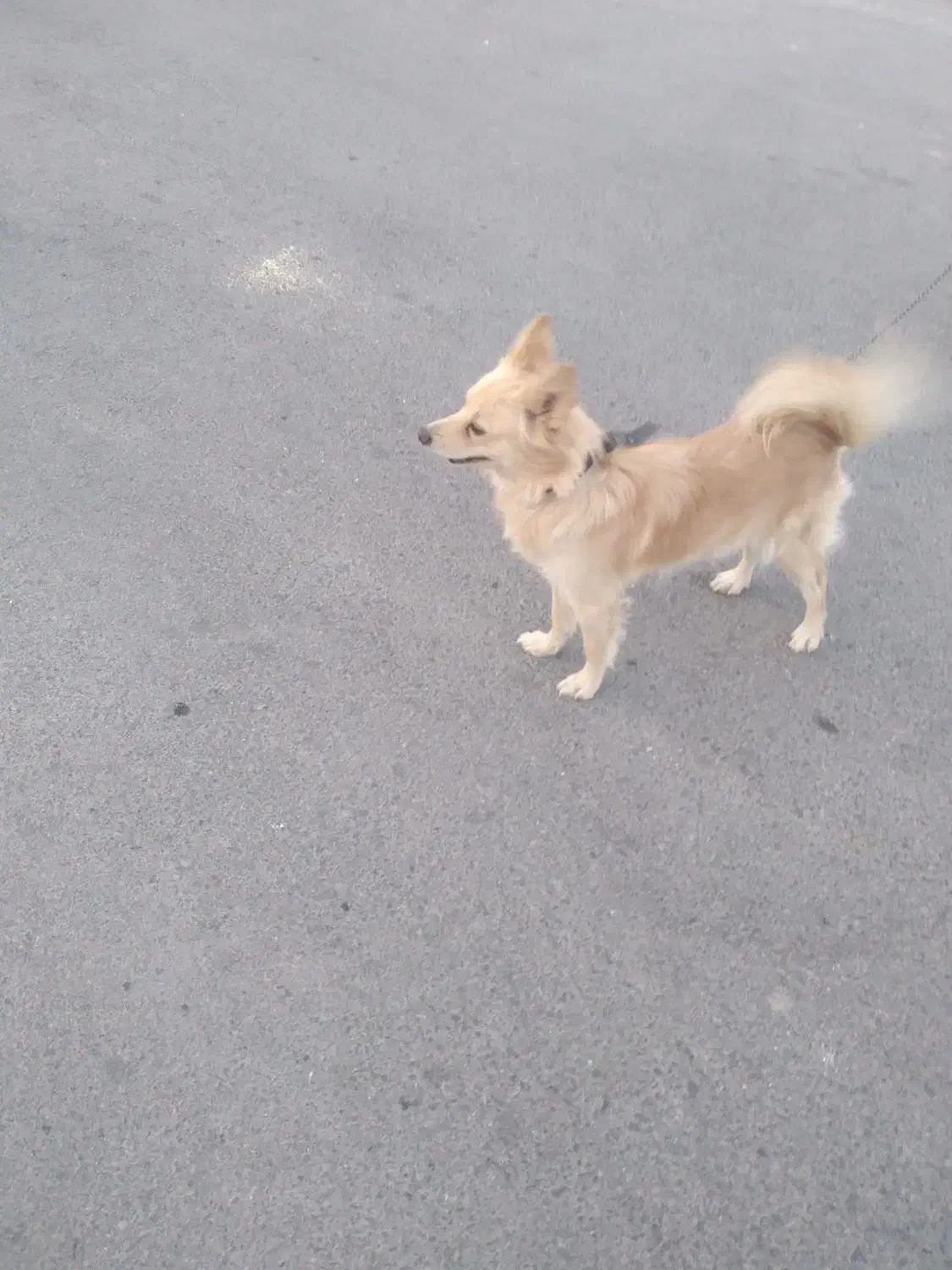 سگ پامر روباهی..ماده.زرنگ وباهوش وخوش رنگ|سگ|بیرجند, |دیوار