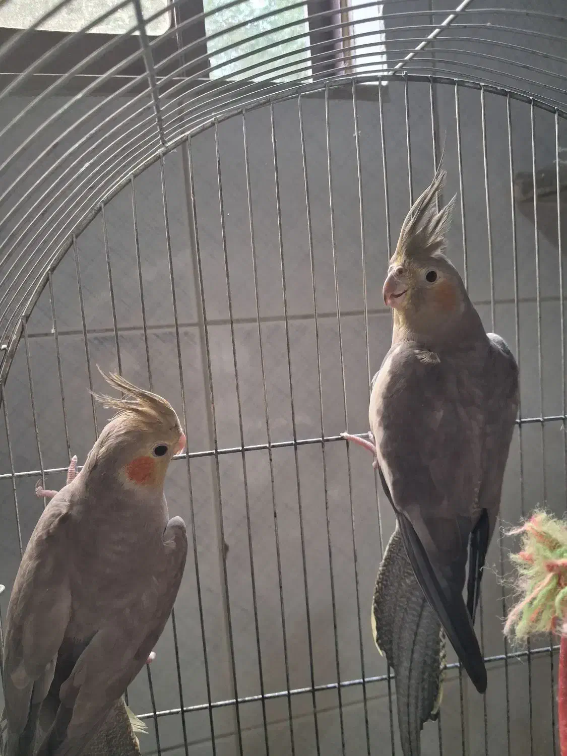 دوعدد عروس هلندی|پرنده|گرگان, |دیوار