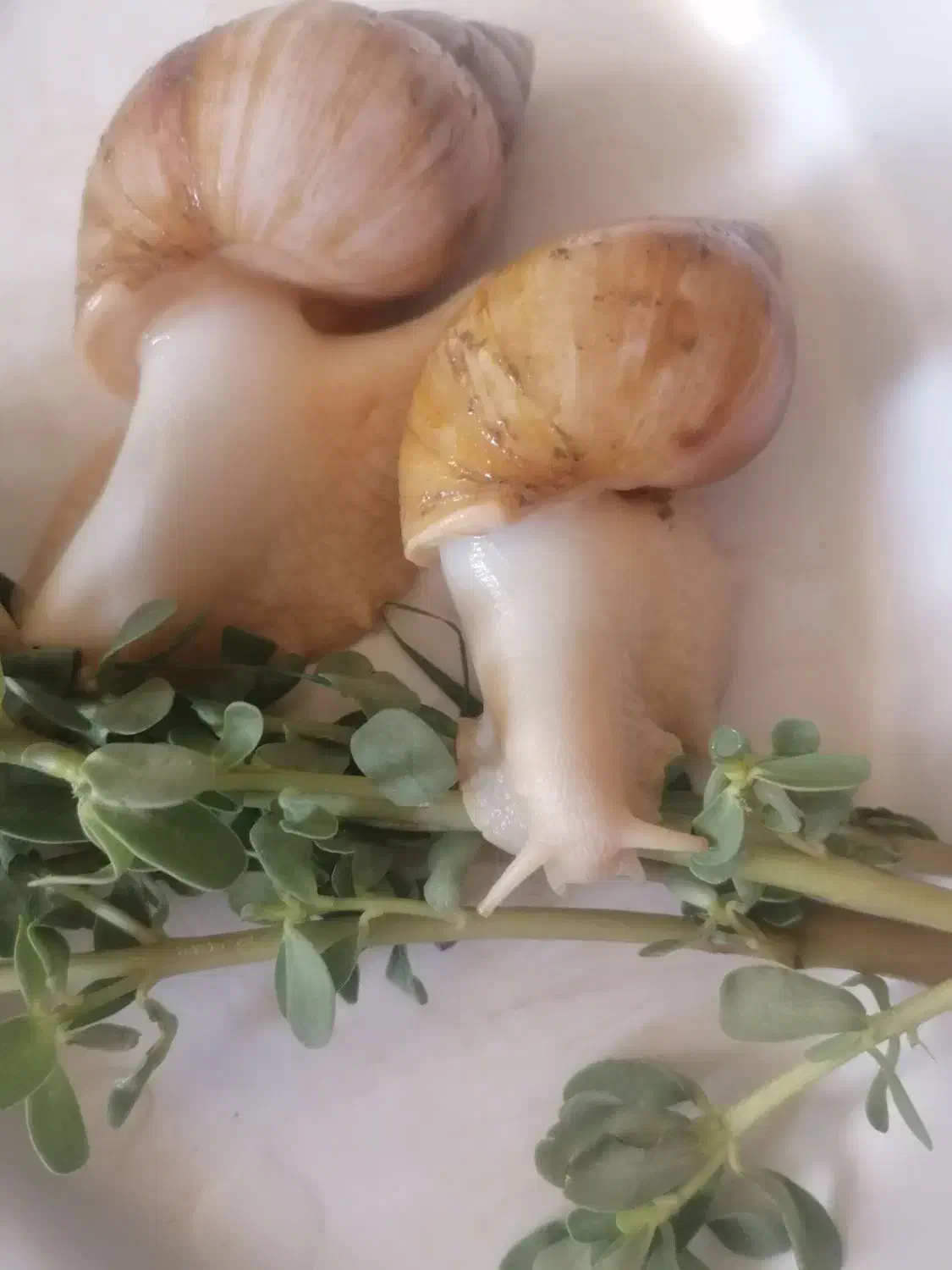 حلزون درمانی|خزنده|سبزوار, شرق کال عیدگاه|دیوار