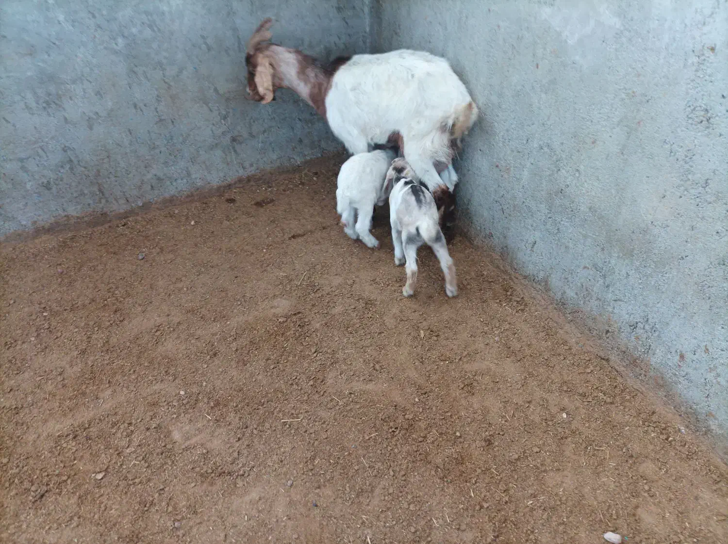 بز دو قلو|حیوانات مزرعه|شیروان (خراسان), |دیوار