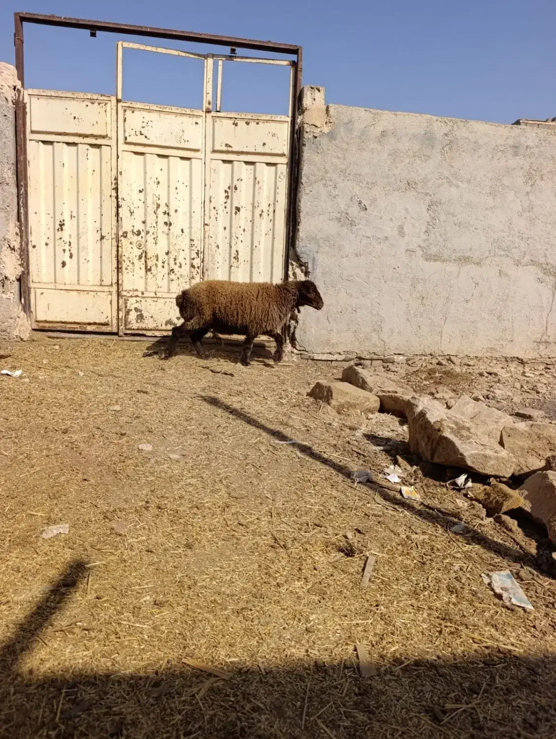 بز گوسفند|حیوانات مزرعه|بندر ماهشهر, |دیوار