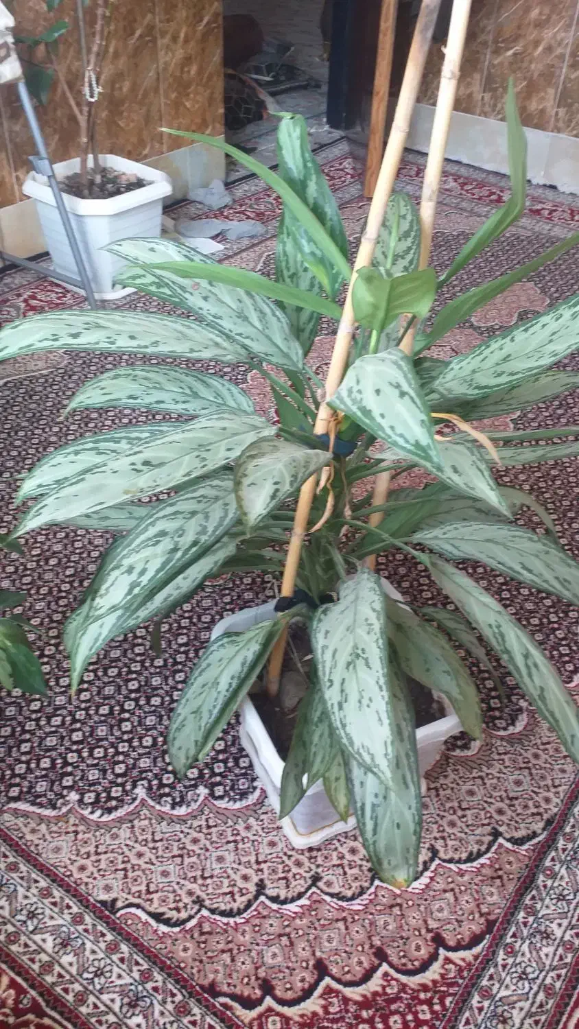 گل دیفین|گل و گیاه طبیعی|ثلاث باباجانی, |دیوار