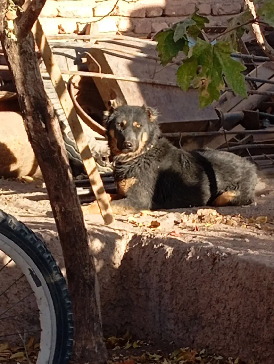 سگ نگهبان و گله|سگ|کرمان, |دیوار