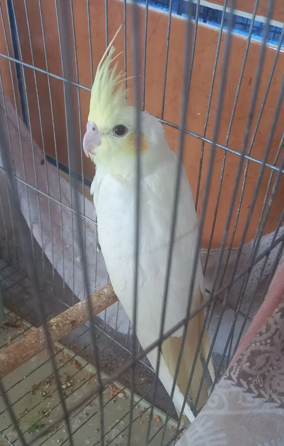 عروس هلندی ماده|پرنده|نی‌ریز, |دیوار