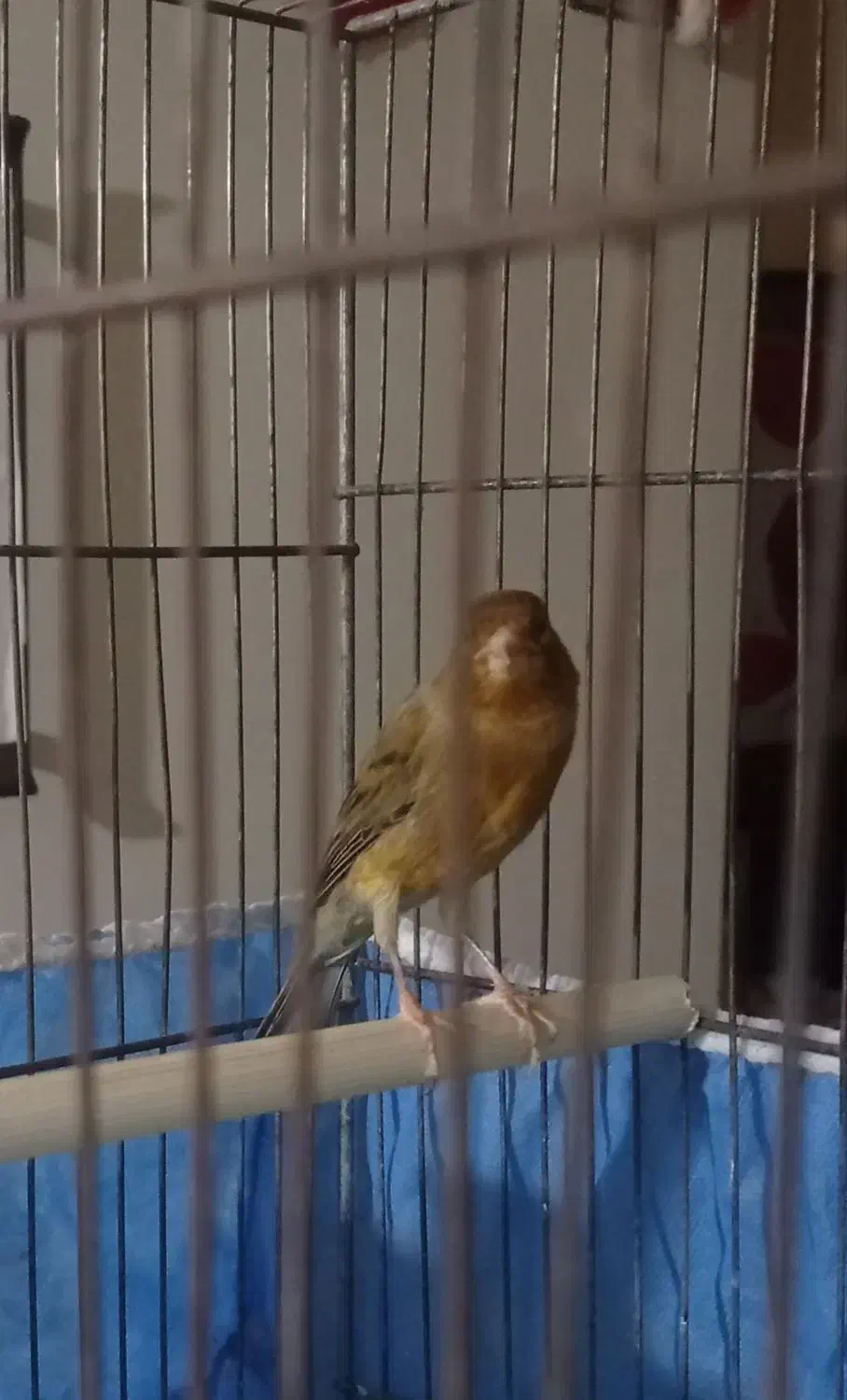 قناری نر سبز سوخته|پرنده|ملایر, |دیوار