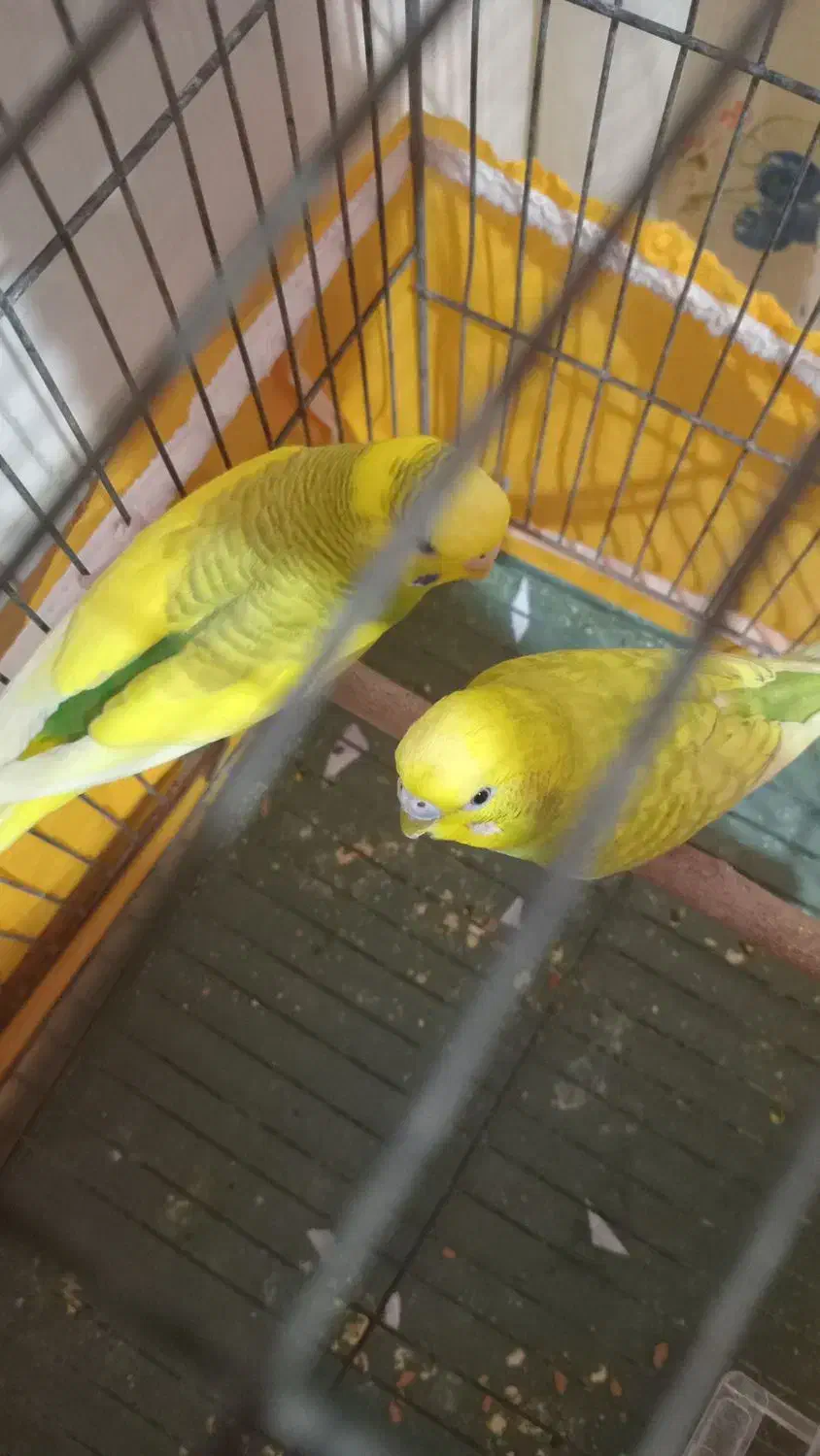 فروشی|پرنده|جیرفت, |دیوار