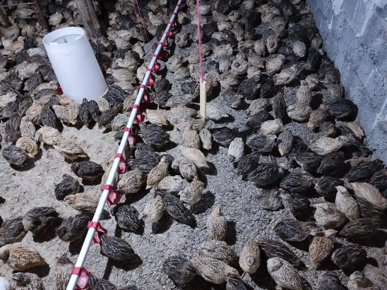 فروش جوجه بلدرچین و بالغ 13تومان|حیوانات مزرعه|اطاقور, |دیوار