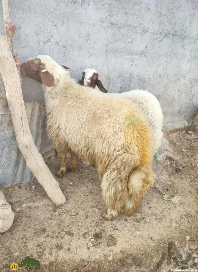 گوسفند و بزغاله|حیوانات مزرعه|زاگرس, |دیوار