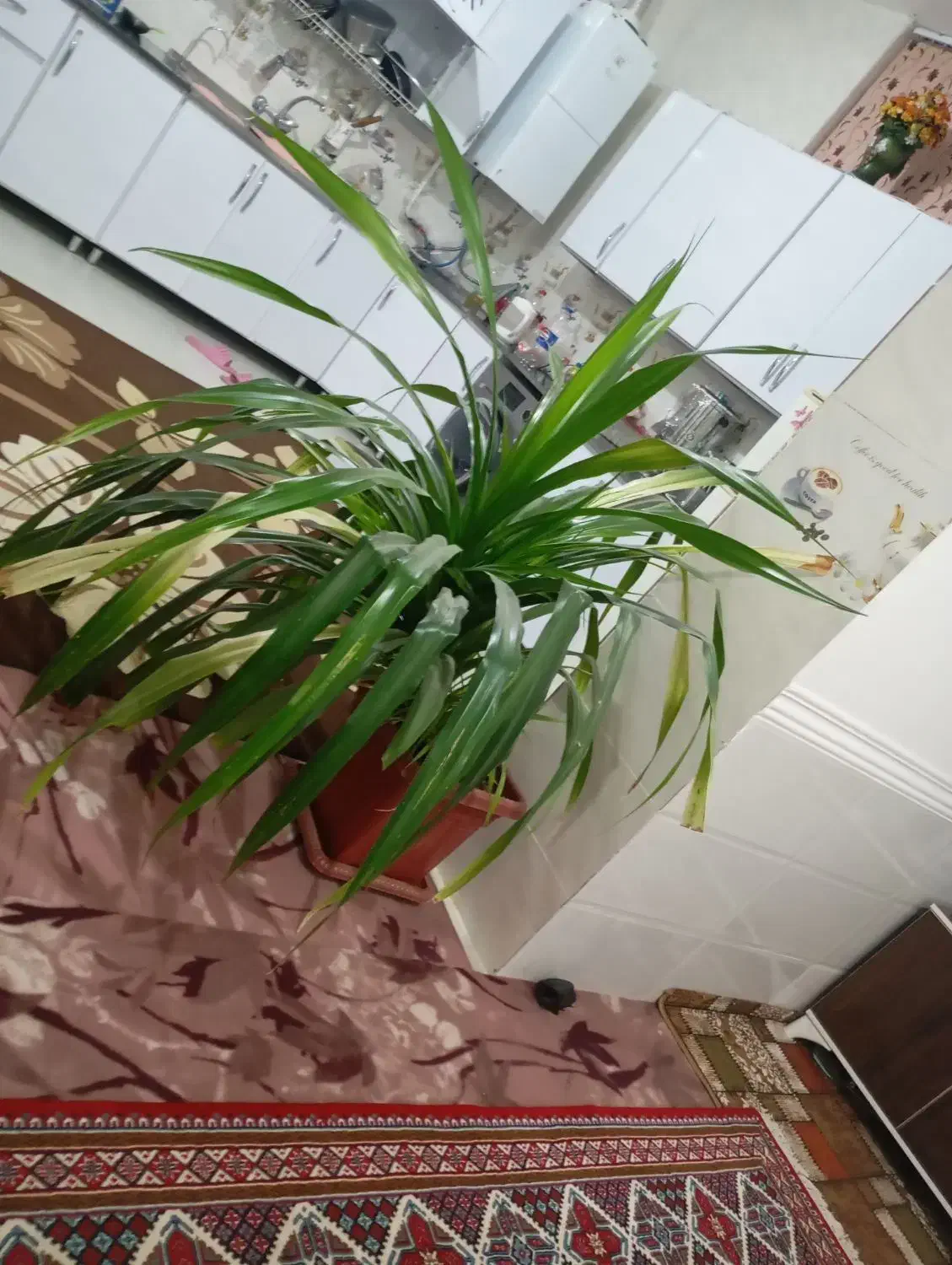 گل بزرگ|گل و گیاه طبیعی|خرامه, |دیوار