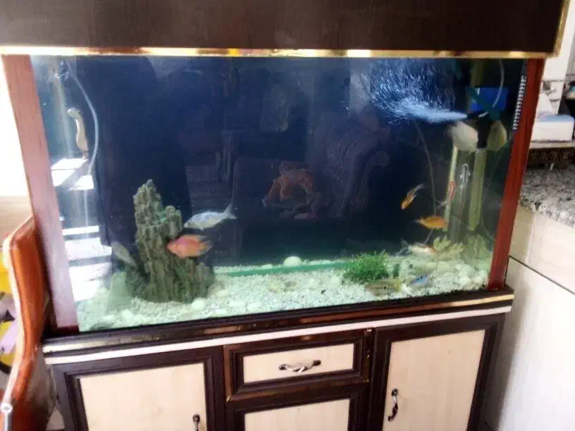 یه عدد آکواریوم بزرگ و زیبا|ماهی|شهرکرد, |دیوار