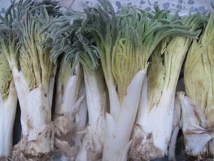 پخت کما|گل و گیاه طبیعی|بیرجند, |دیوار