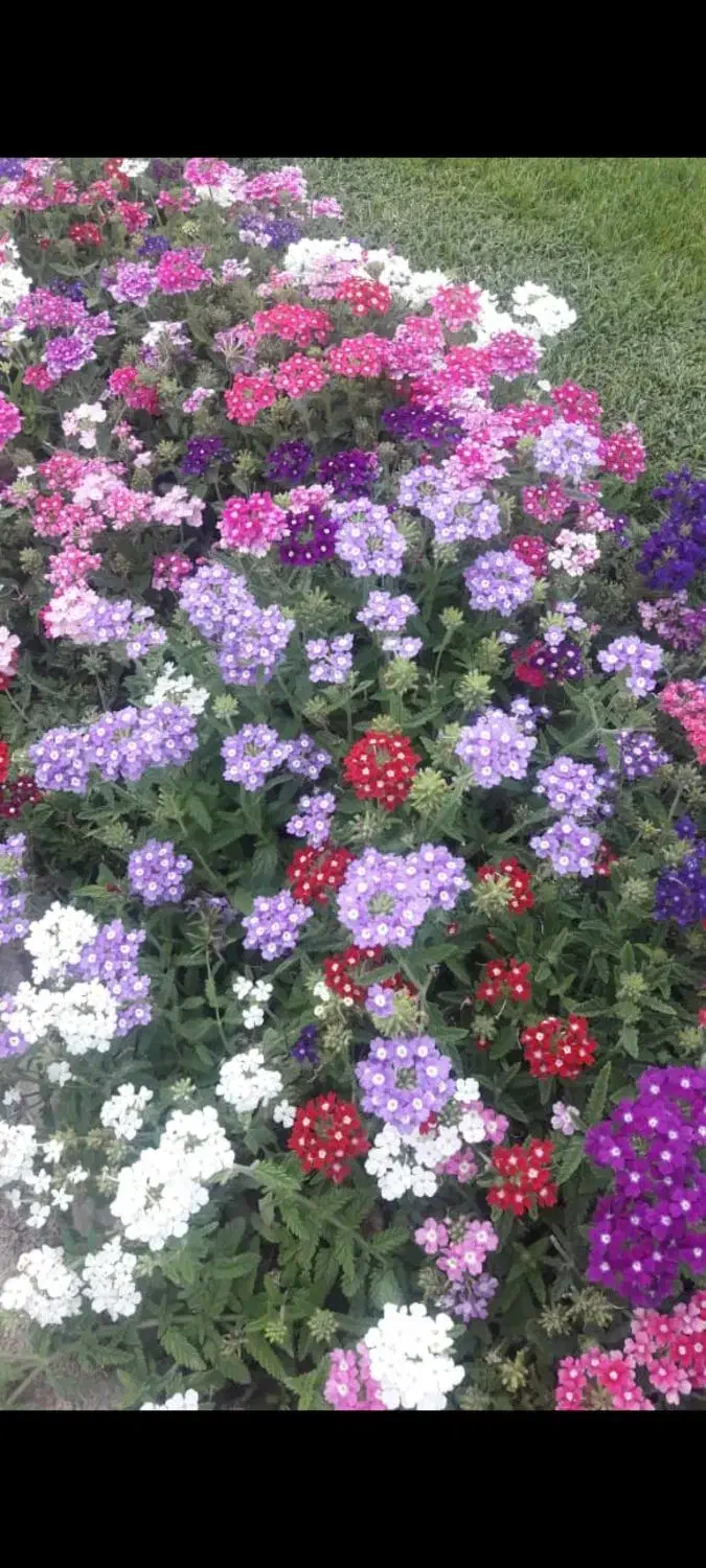 باغچه کاری و باغبانی با بیش از 40سال تجربه|خدمات باغبانی و درختکاری|کرج, عظیمیه|دیوار