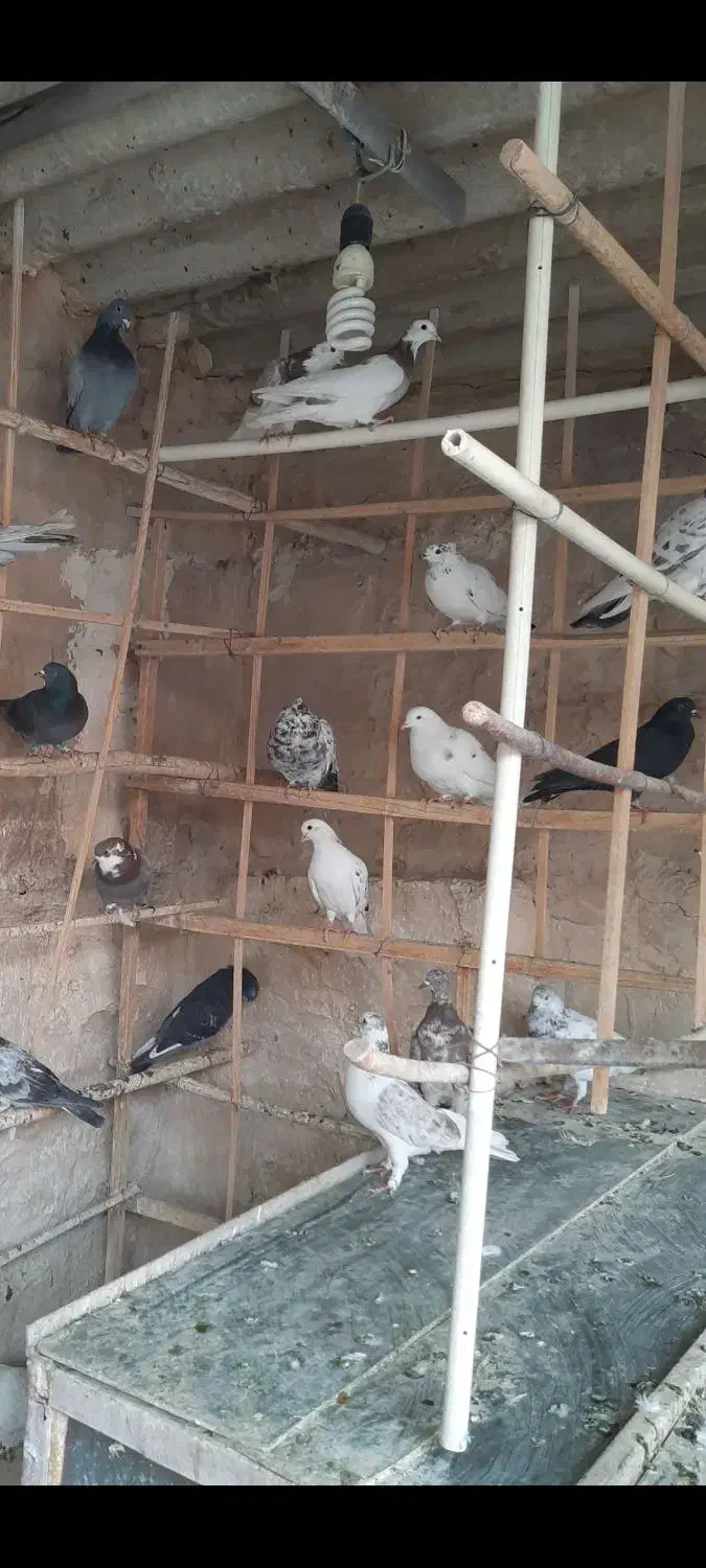 ۳۵ عدد یک‌جایی نر و ماده جوان  و قلمه|پرنده|تهران, شیوا|دیوار