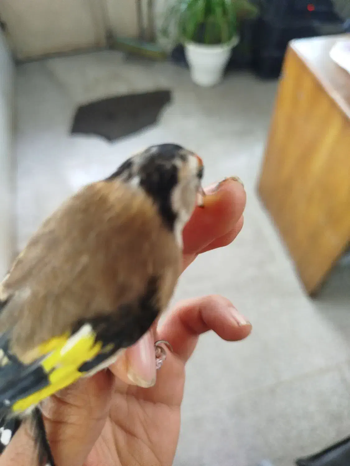 سهره|پرنده|الوند, |دیوار