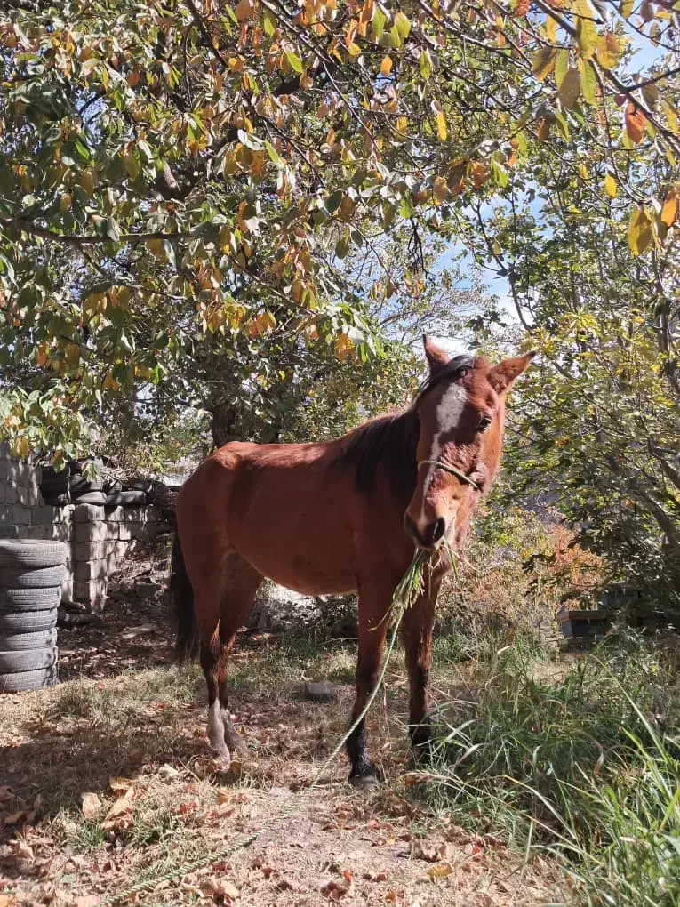 اسب مادیان آبستن|اسب و تجهیزات اسبسواری|گزنک, |دیوار
