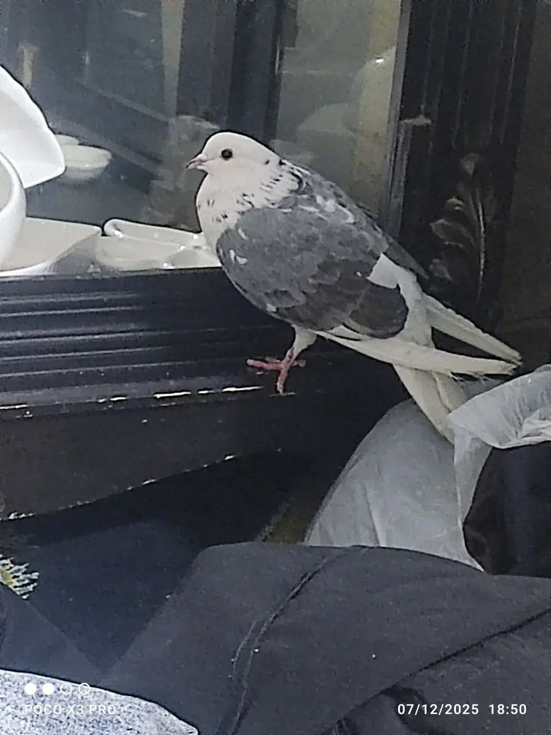 کفتر دو کت سیاه|پرنده|چهارباغ, |دیوار