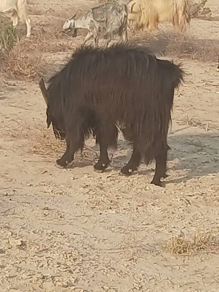 فروش ۱۰پازن|حیوانات مزرعه|آبدان, |دیوار