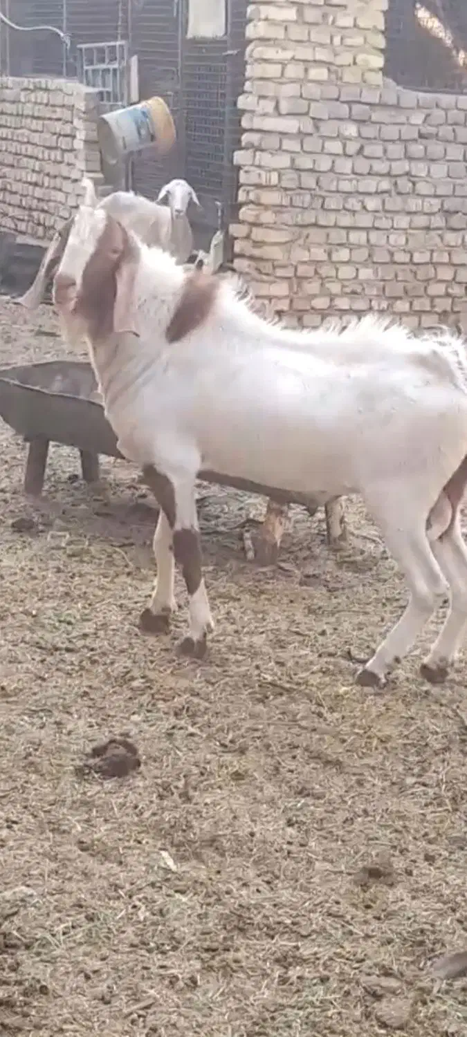 گوسفند|حیوانات مزرعه|میبد, |دیوار