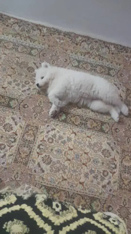 سامویید|سگ|رشت, سعدی (تختی)|دیوار