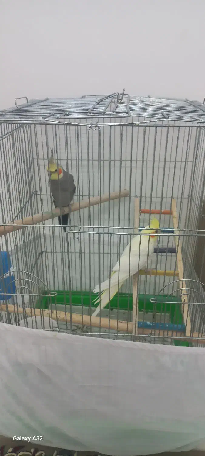 عروس هلندی|پرنده|اردکان, |دیوار