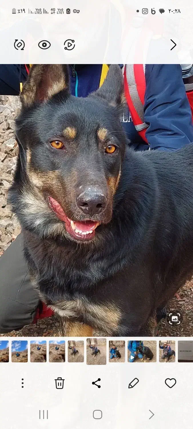 سگ گم شده|حیوانات|کرج, شهرک یاس جنوبی|دیوار