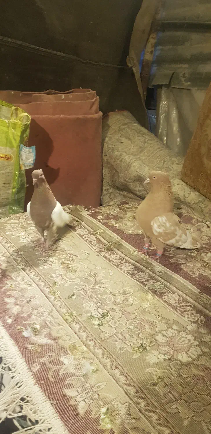 کبوتر جفتی نر وماده|پرنده|شیراز, حومه شیراز|دیوار