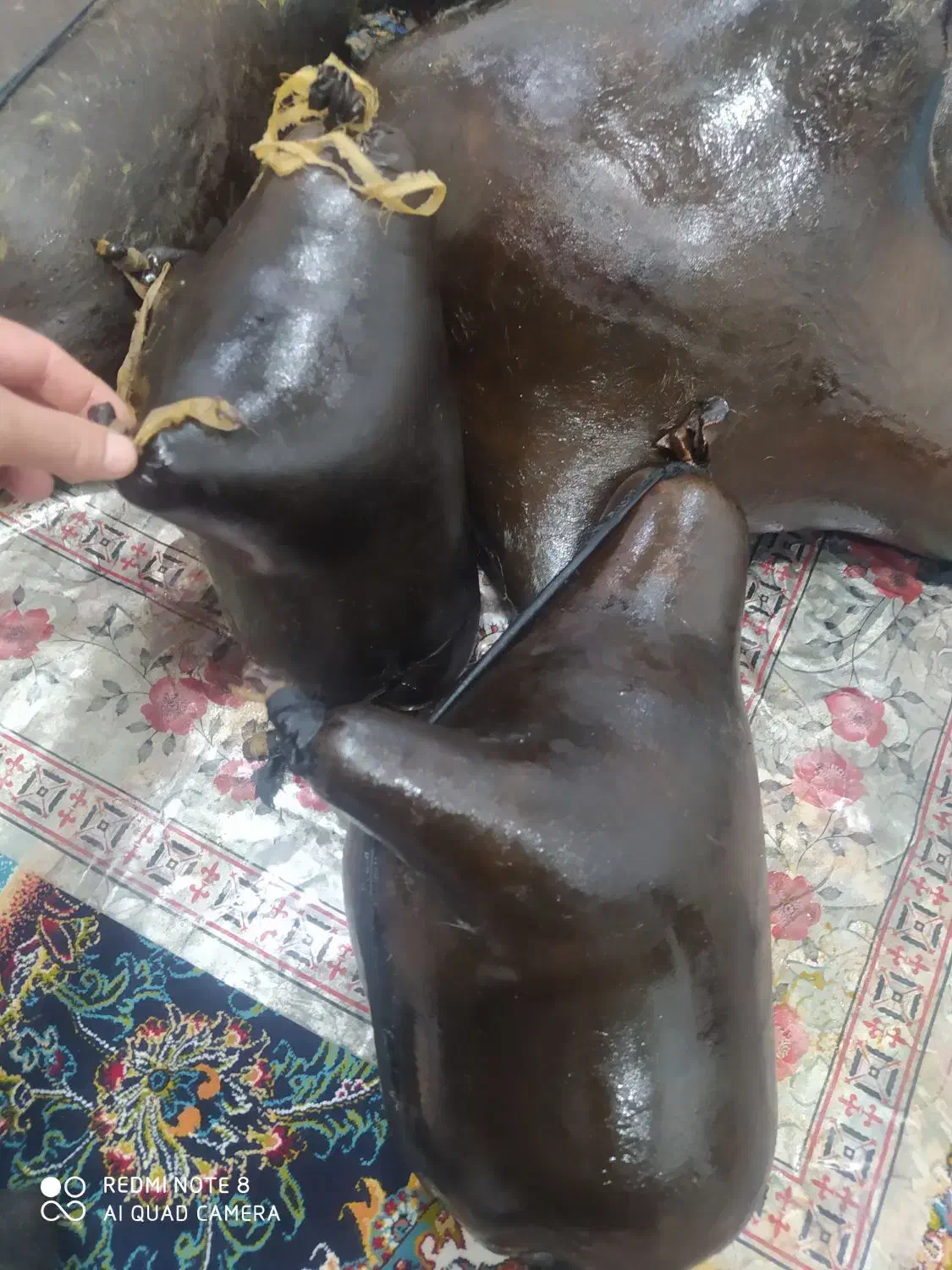 هیزه گوسفندی تازه به شرط|ظروف نگهدارنده، پلاستیکی، یکبارمصرف|ایلام, |دیوار