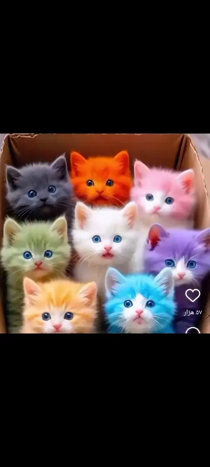 واگذاری انواع گربه|گربه|اصفهان, رهنان|دیوار