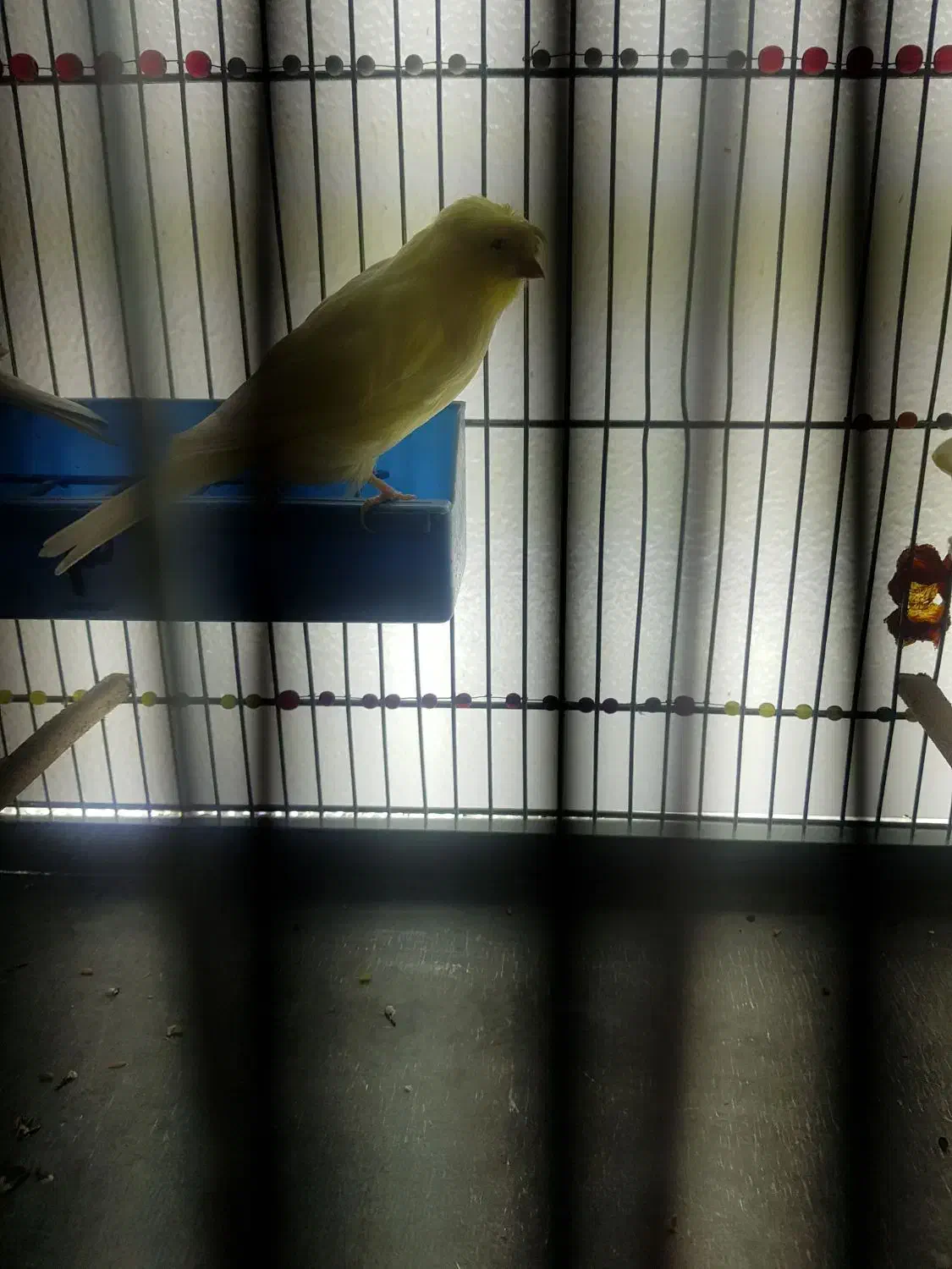 قناری ماده کاکولی|پرنده|شاهینشهر, شهرک ردانی پور|دیوار